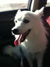 Lucy in CO