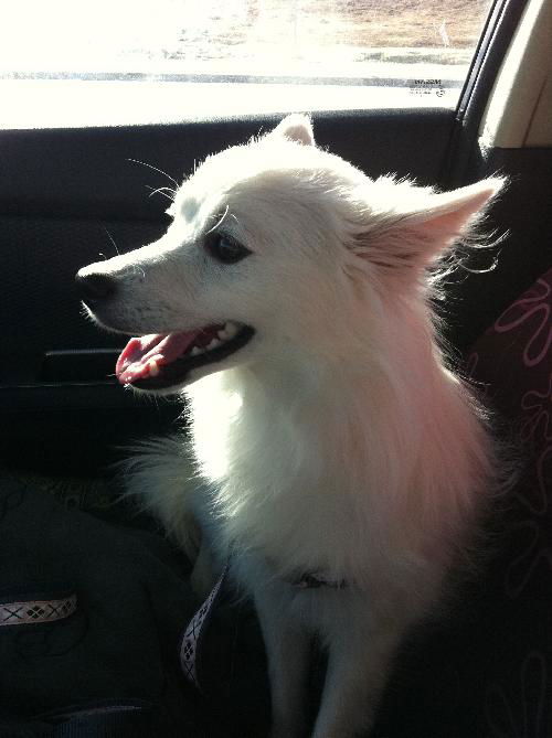 Lucy in CO