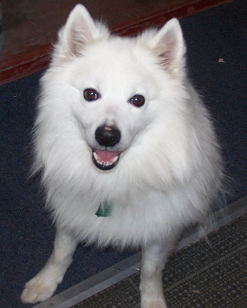 Apollo