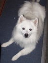 Apollo