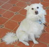 Lucy of PA