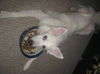 Shiro of FL