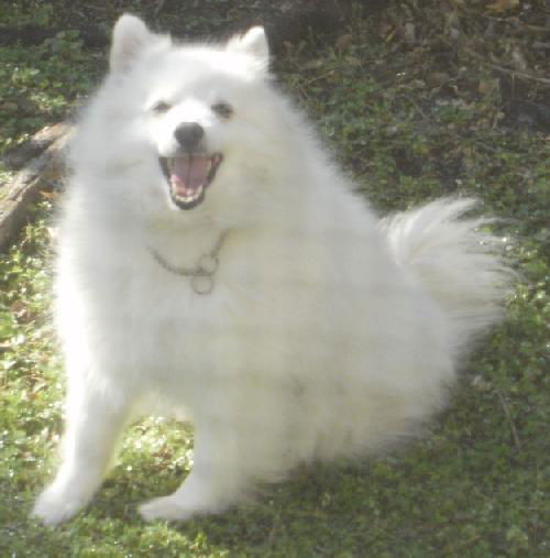 Snowball of FL