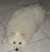 Snowball of FL