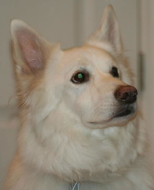 Artemis of FL