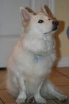 Artemis of FL