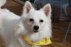 Ludo in CO
