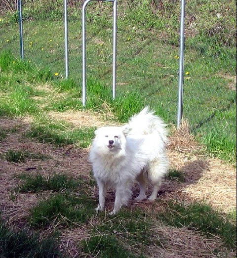 Aspen of PA