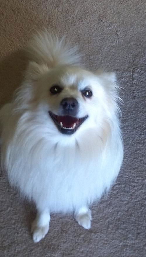 Kuma