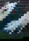 SnowBell of MD
