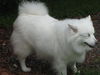 Shiloh