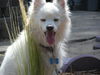 Atka in CO