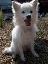 Atka in CO