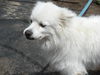 Atka in CO