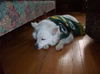 Casper the Packer Fan 