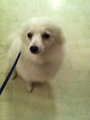Lyra of Norfolk Va