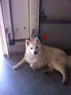 Sugar Bear in CO