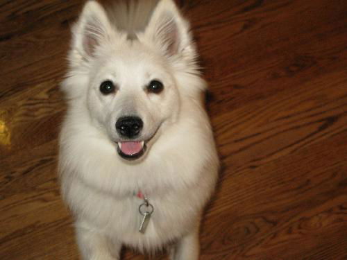Kishka