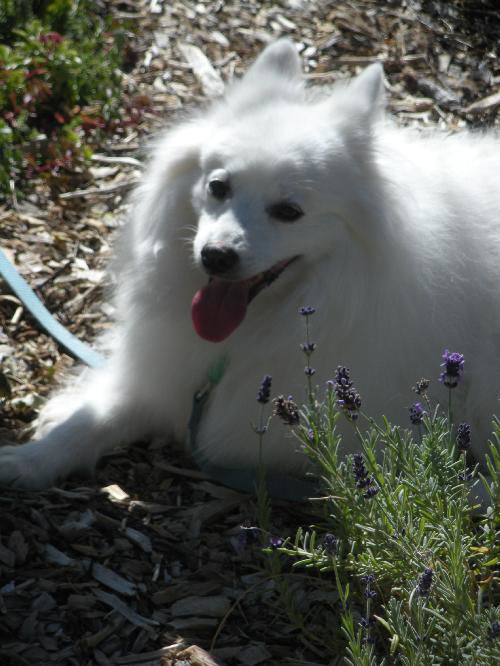 Koda in CO