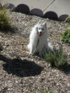Koda in CO