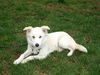 Arlo