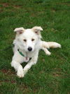 Arlo