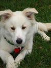 Arlo