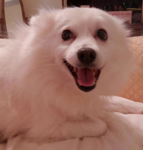 Snowball of GA