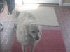 Snowbelle of PA