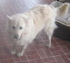 Snowbelle of PA