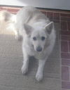 Snowbelle of PA
