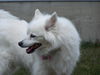 Suzette in PA