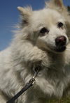 Sugar of  Oneida, NY