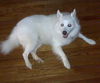 Nanuq of  lilburn ga, GA