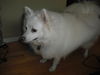 Lucy in WA