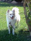 Snoopy of CA