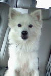Snoopy of CA