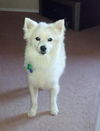 Snoopy of CA