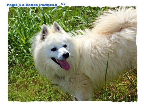 Kodiak of Paducah, KY