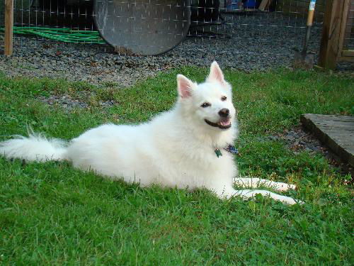 Snowey of DE