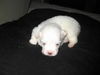 Apple pup