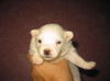 Apple pup