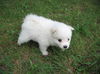 Apple pup