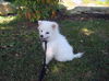 Apple pup