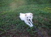 Apple pup