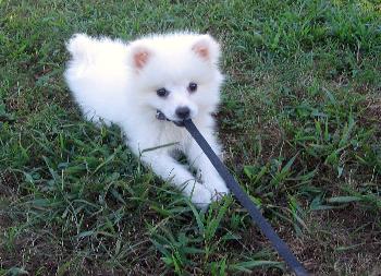 Apple pup