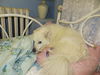 Snuggles of PA