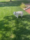 Toby in CO