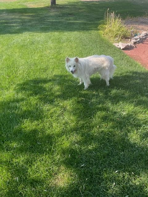 Toby in CO