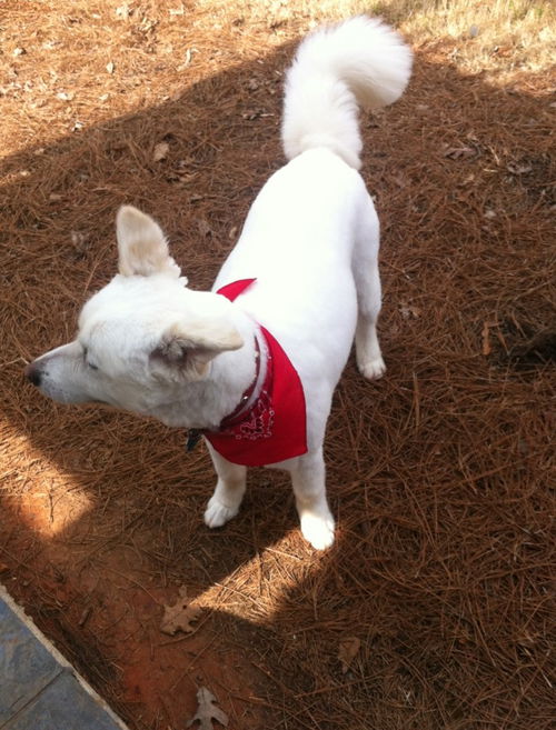 Lucky of Ellenwood, GA